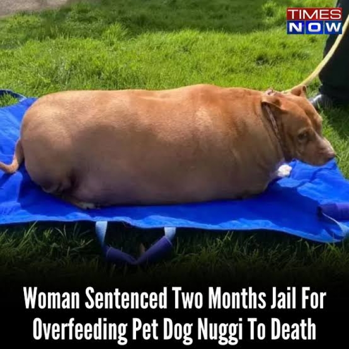 Woman jailed for overfeeding pet dog to death