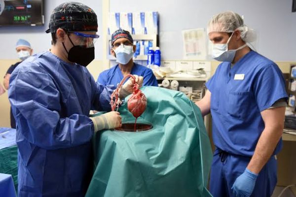 In medical first, surgeons successfully transplanted pig heart into human patient. This is how they did it