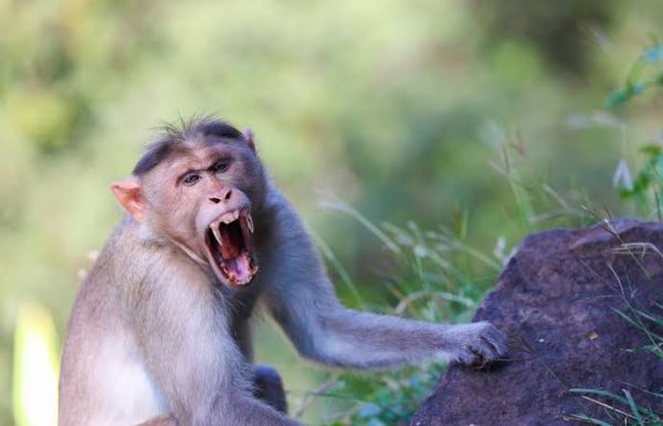 Starving monkeys attack children as severe drought pits man against animals
