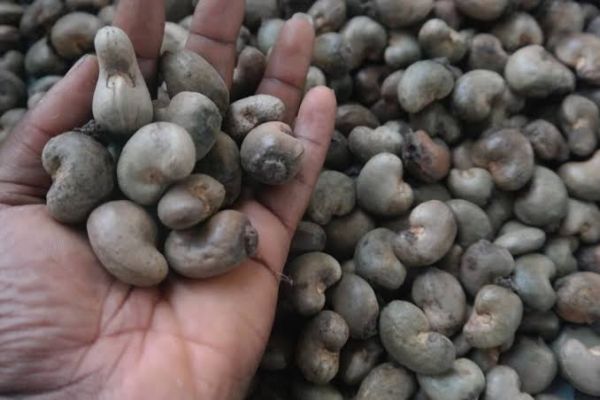 Nigeria raked in $250m from cashew nut exports in 2022 - FG