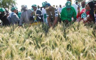 FG secures $134m loan from AfDB to boost wheat production