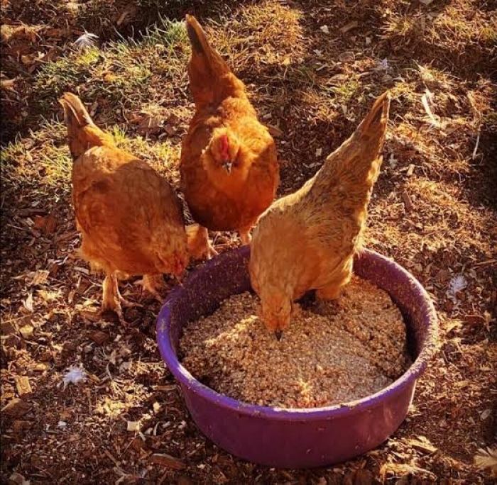 Having no food for her children, this woman fed them with poultry feeds